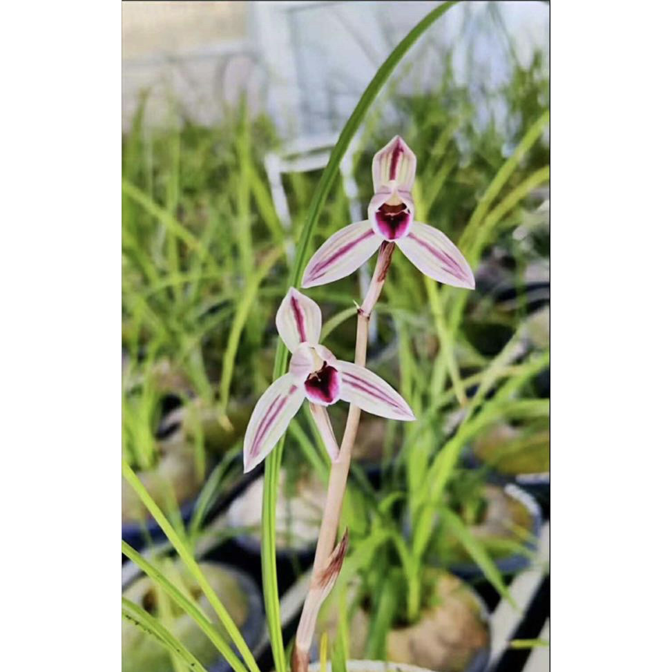 【朱颜】莲瓣兰名品 老种2苗 花开浓香 好养易活 对版