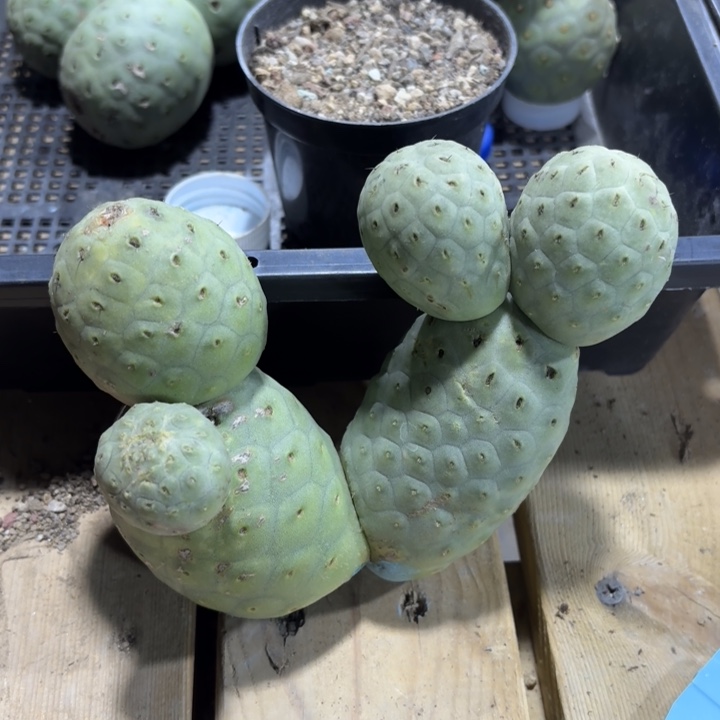 6头习志野绿皮陨石坑