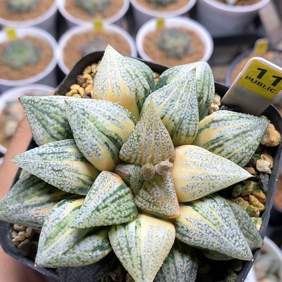 红陶11号白银锦一物一拍9㎝