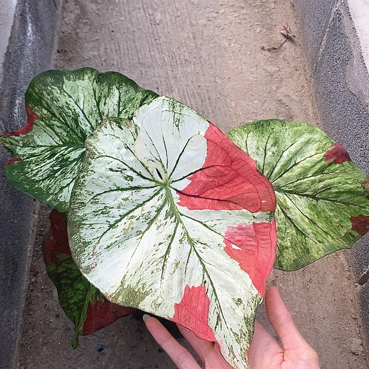 泰国彩叶 161-0127