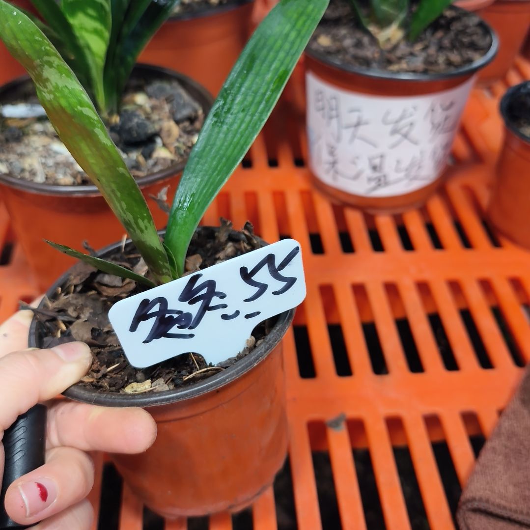 冬***冬无花朵君子兰直播带货