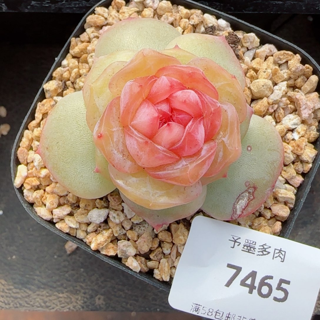 红丝绒，7465多肉植物