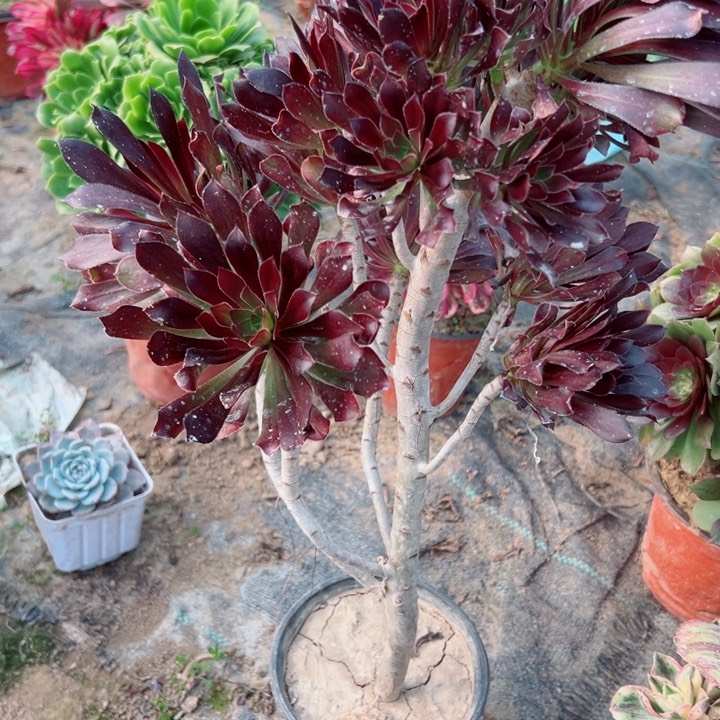 48黑法师多肉植物