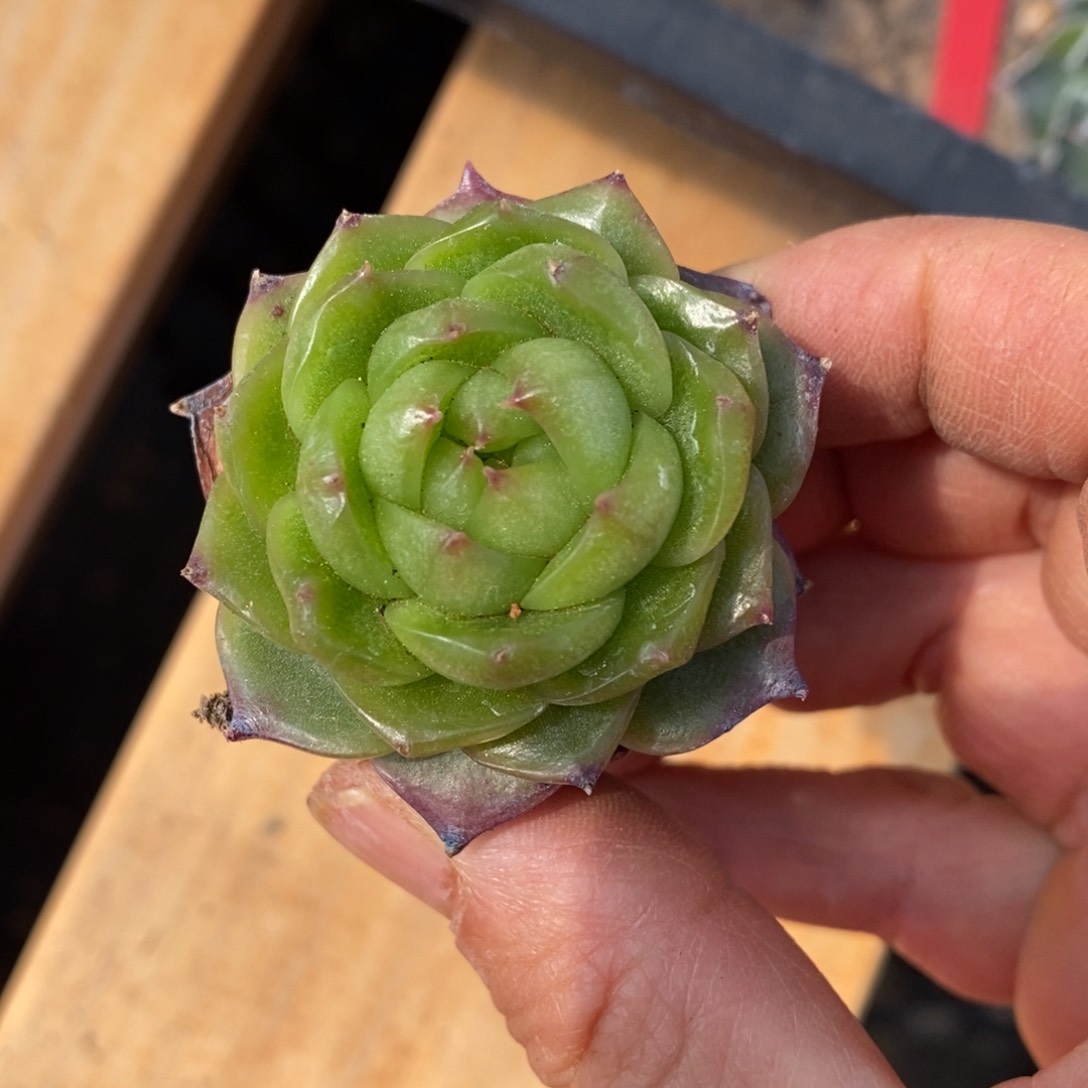 精品多肉一物一拍不包整65