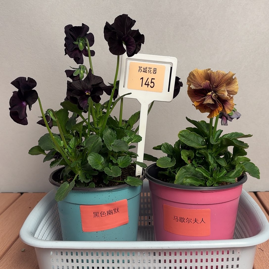 大部分开放少量花苞145