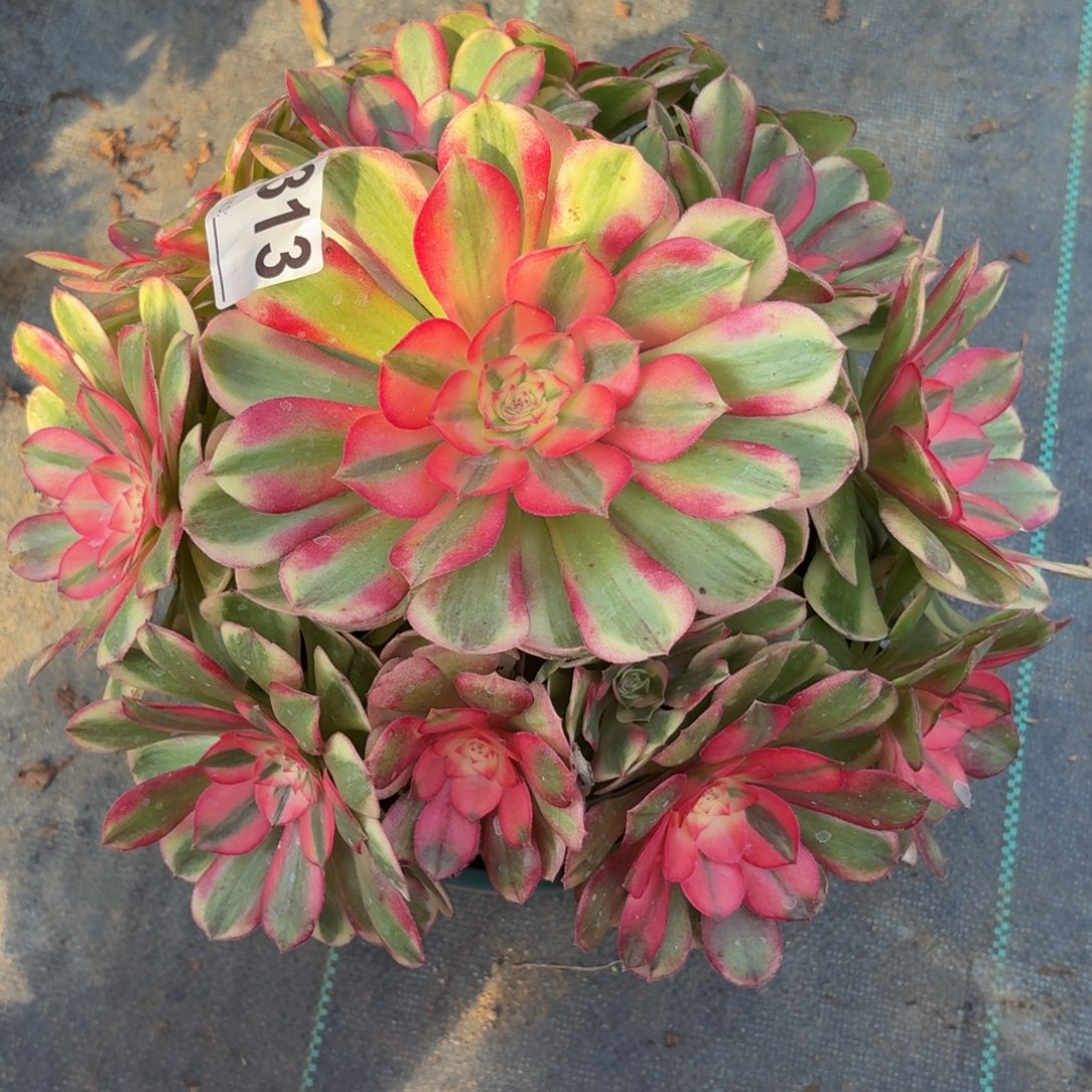 313荔枝多肉植物3854植物