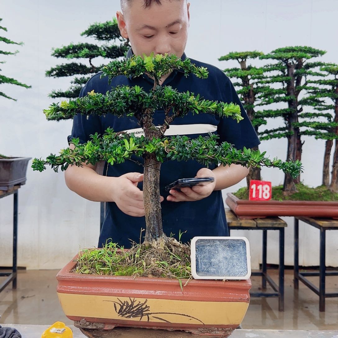 ****乐无花朵盆景制作过程非常