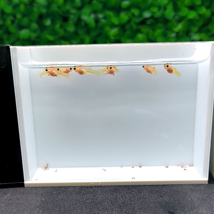 孔雀鱼幻彩大c苗子8条。