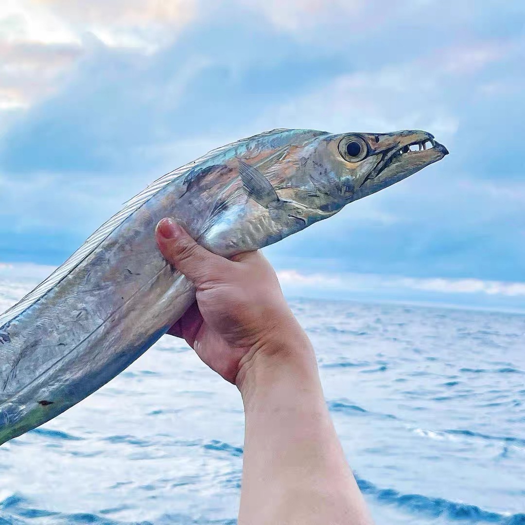 特大号钓带鱼到手4斤，8两-1.2斤一条小眼睛油带鱼山东顺丰包邮