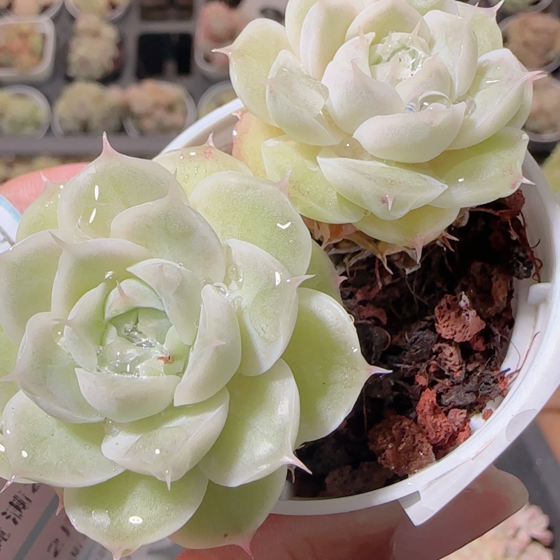 花语多肉1219-208散