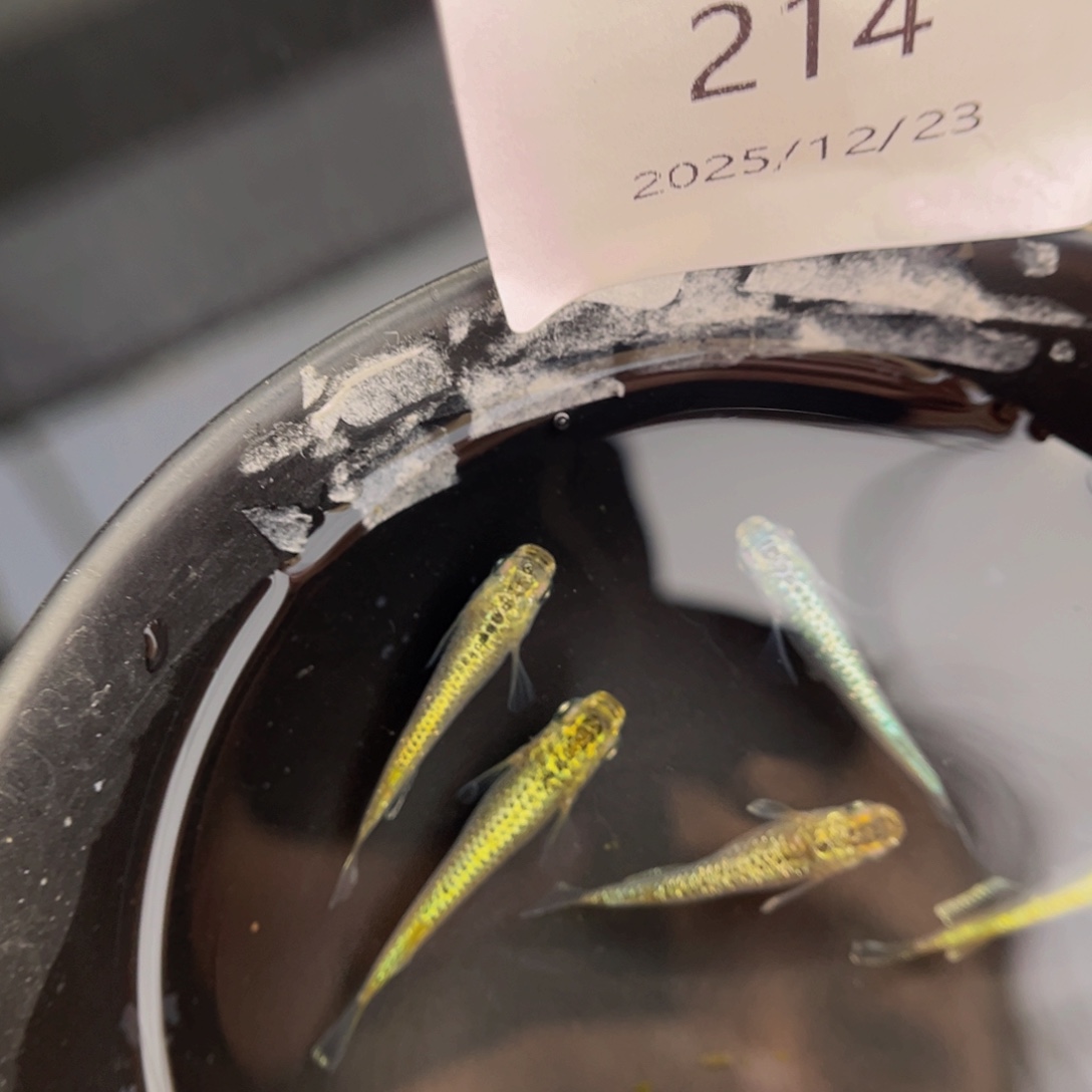 青鳉鱼214加布里埃尔五尾