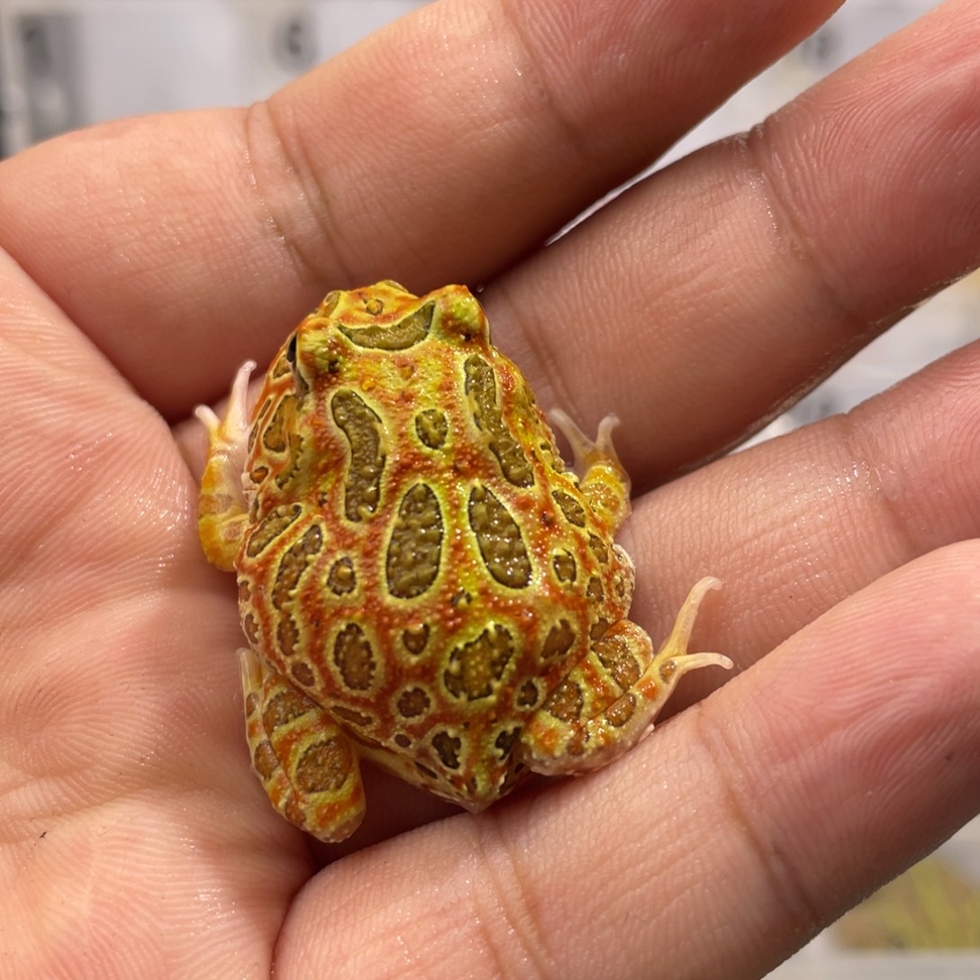 五***了角蛙钟角到货拍摄开箱视频包邮包活