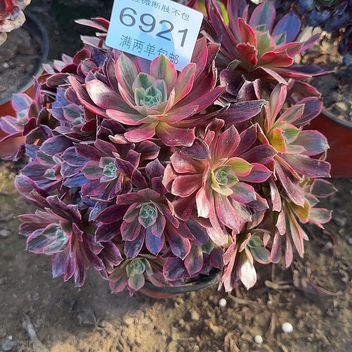 6921白婚纱多肉植物