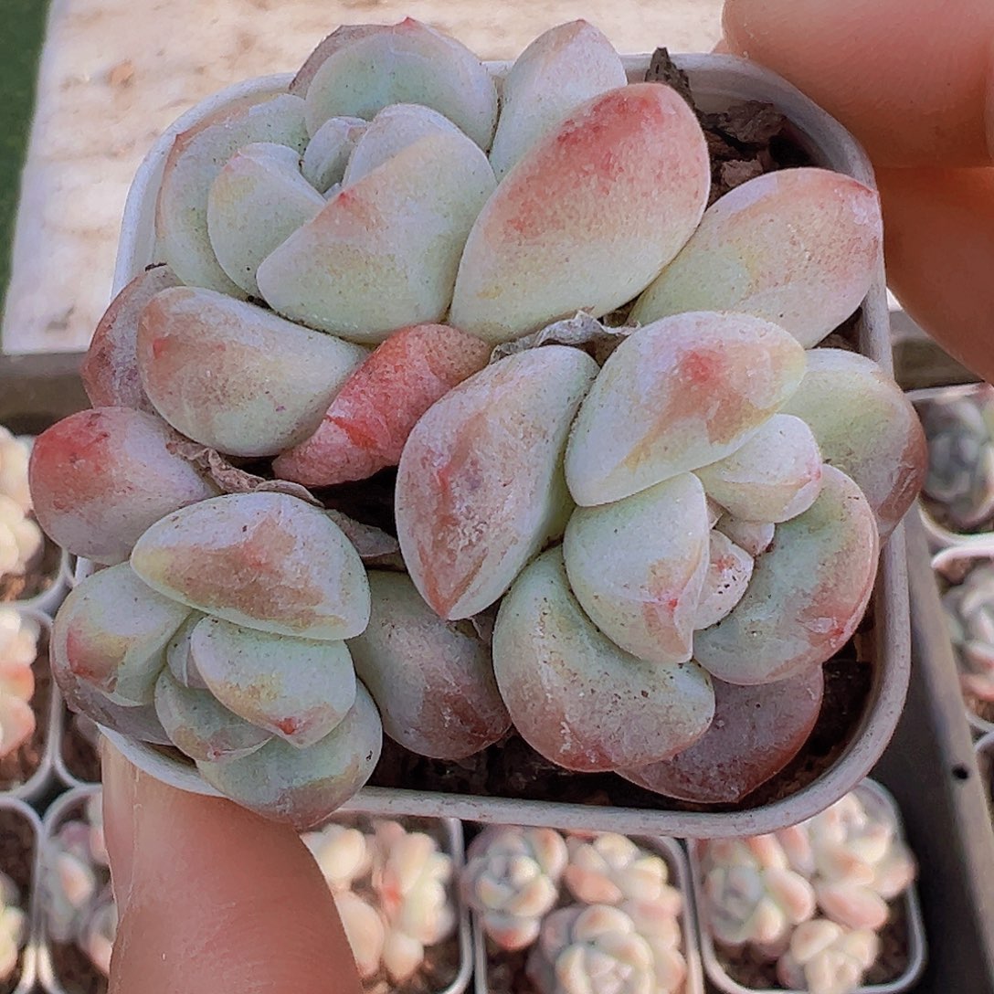 冰玉群19包邮多肉植物