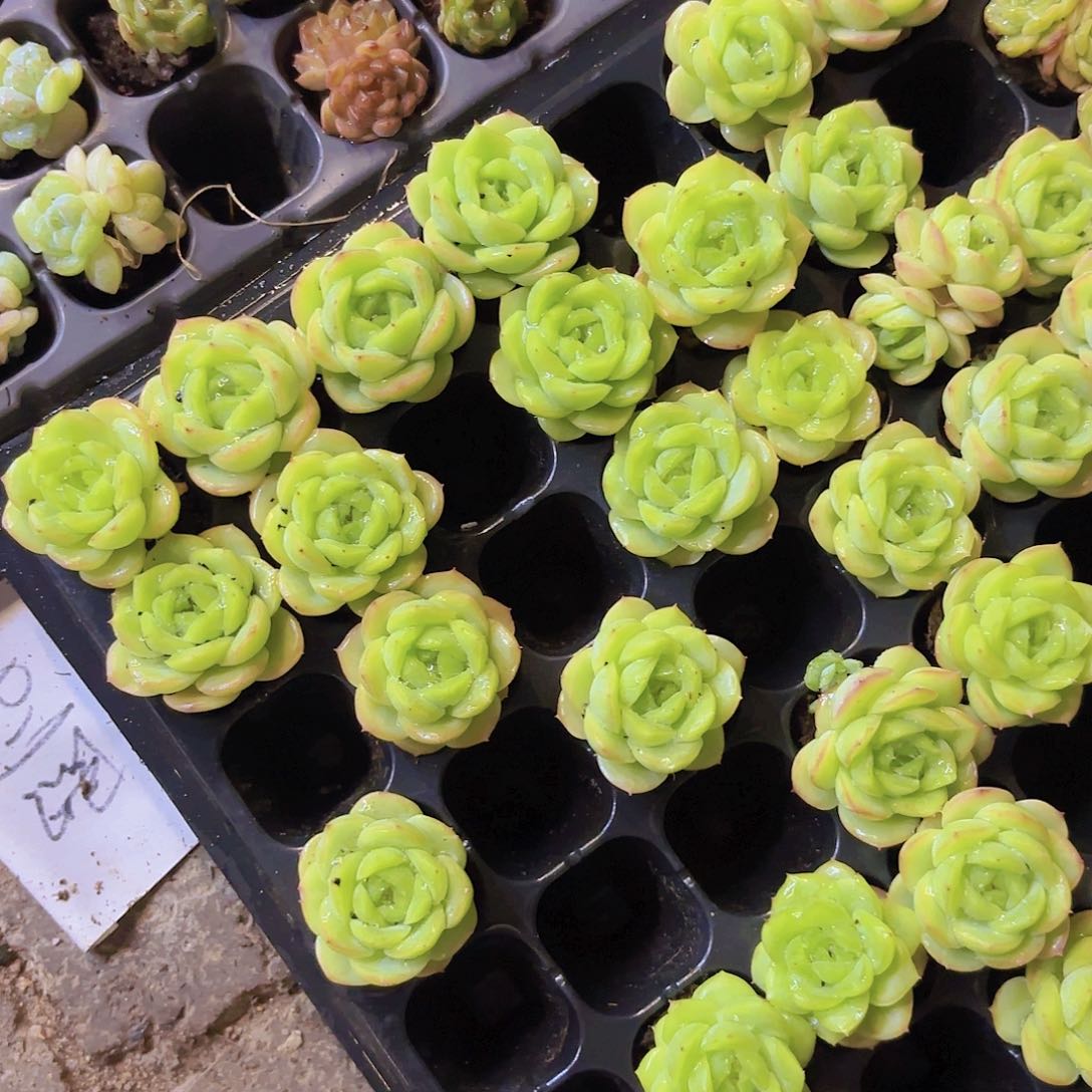 宝宝绿一颗量拍111