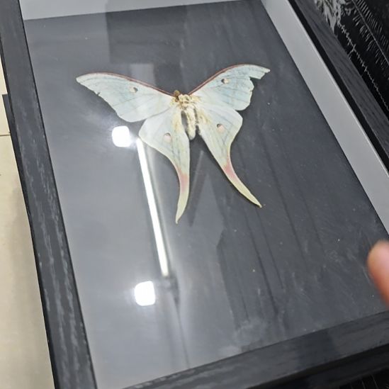 绿尾大蚕蛾瑕疵盲盒