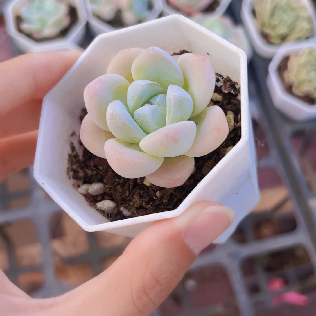精品玉蝴蝶多肉植物