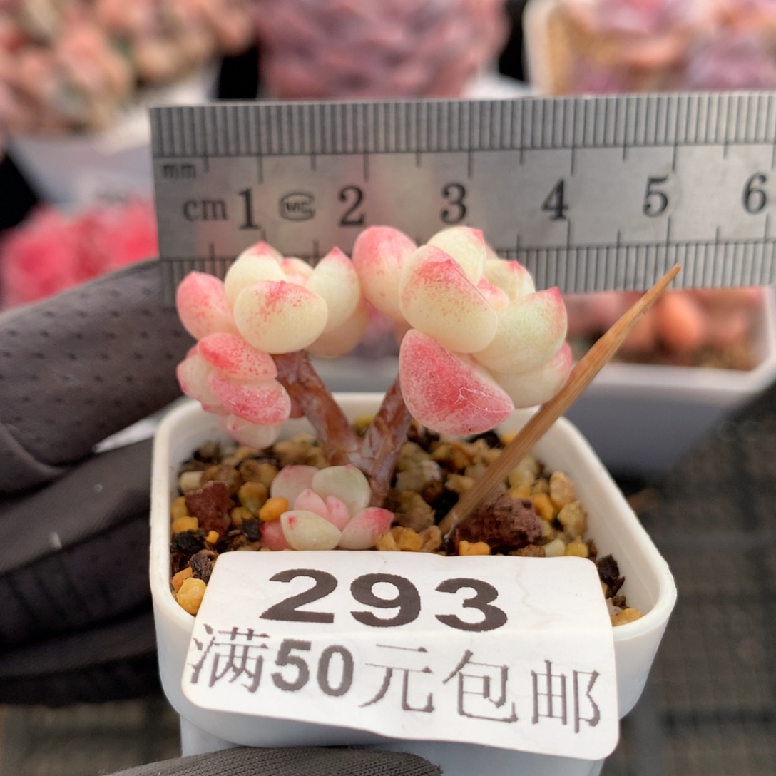 293。小树冰玉四头小脸。