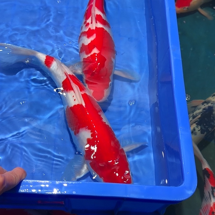 陇***所海水鱼漂亮的锦鲤精品俩尾