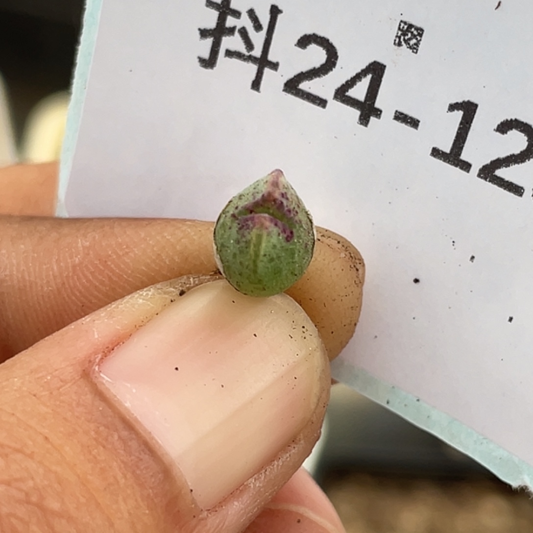 24-129肉锥多肉植物