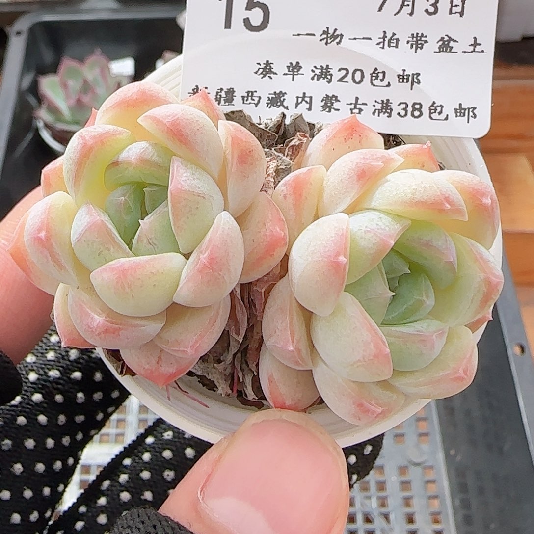 多肉0703-15白桃汽水双头