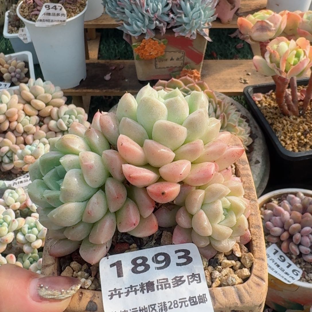 1893一物一拍（满28包邮）