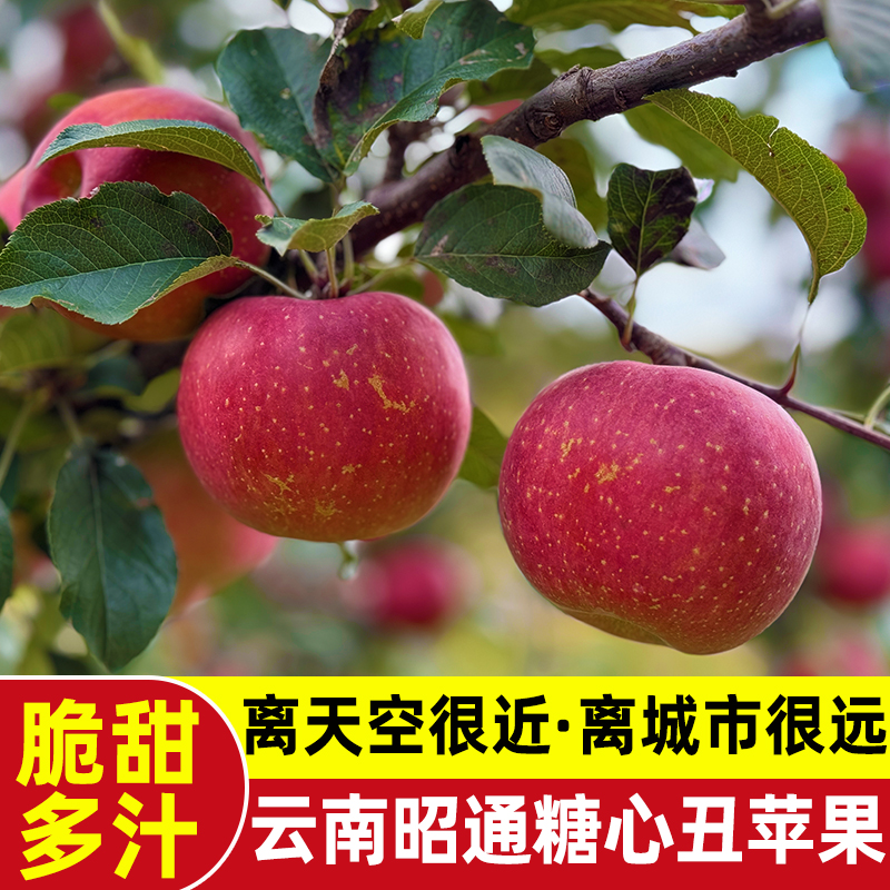 【爱心助力】【顺丰快递】云南昭通冰糖心丑苹果现摘现发 净重4斤/5斤