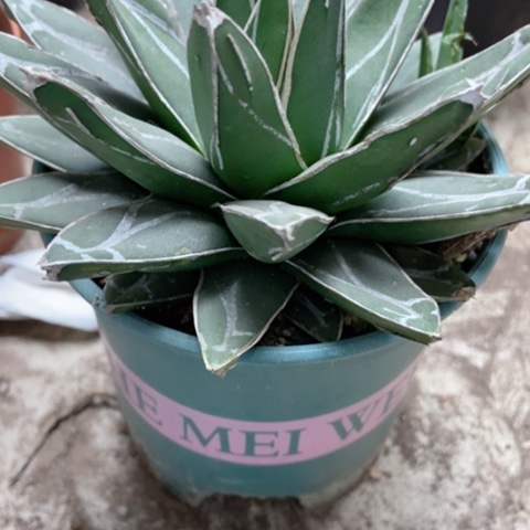 狮子雪小12米仙人球