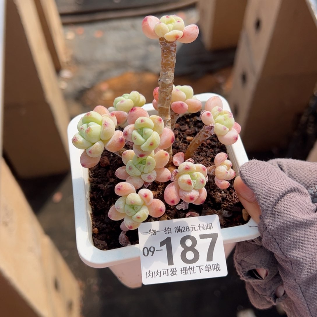 樱花罗绮多肉多肉多肉多肉