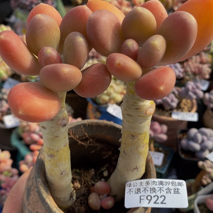 金蝉老桩922多肉植物