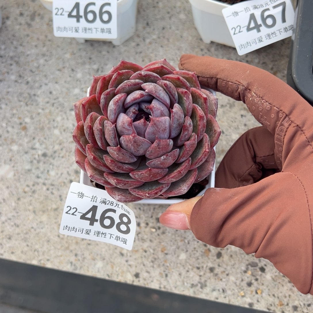 蓝莓多肉多肉多肉多肉