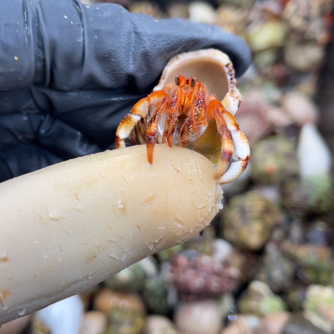 不退不换活体宠物107