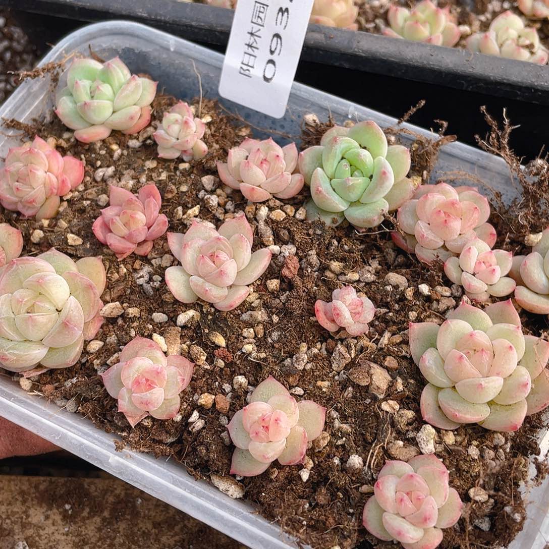 多肉植物多肉植物932