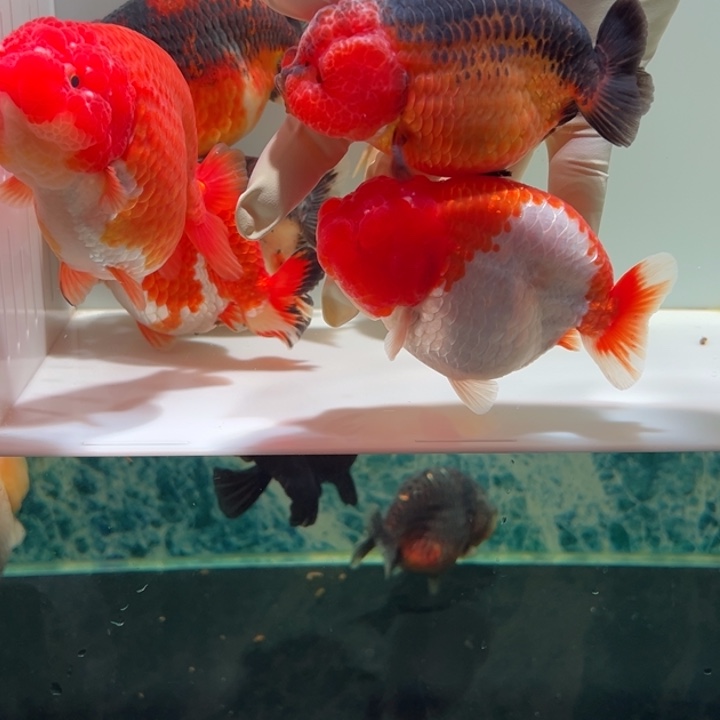 金鱼两条兰寿金鱼