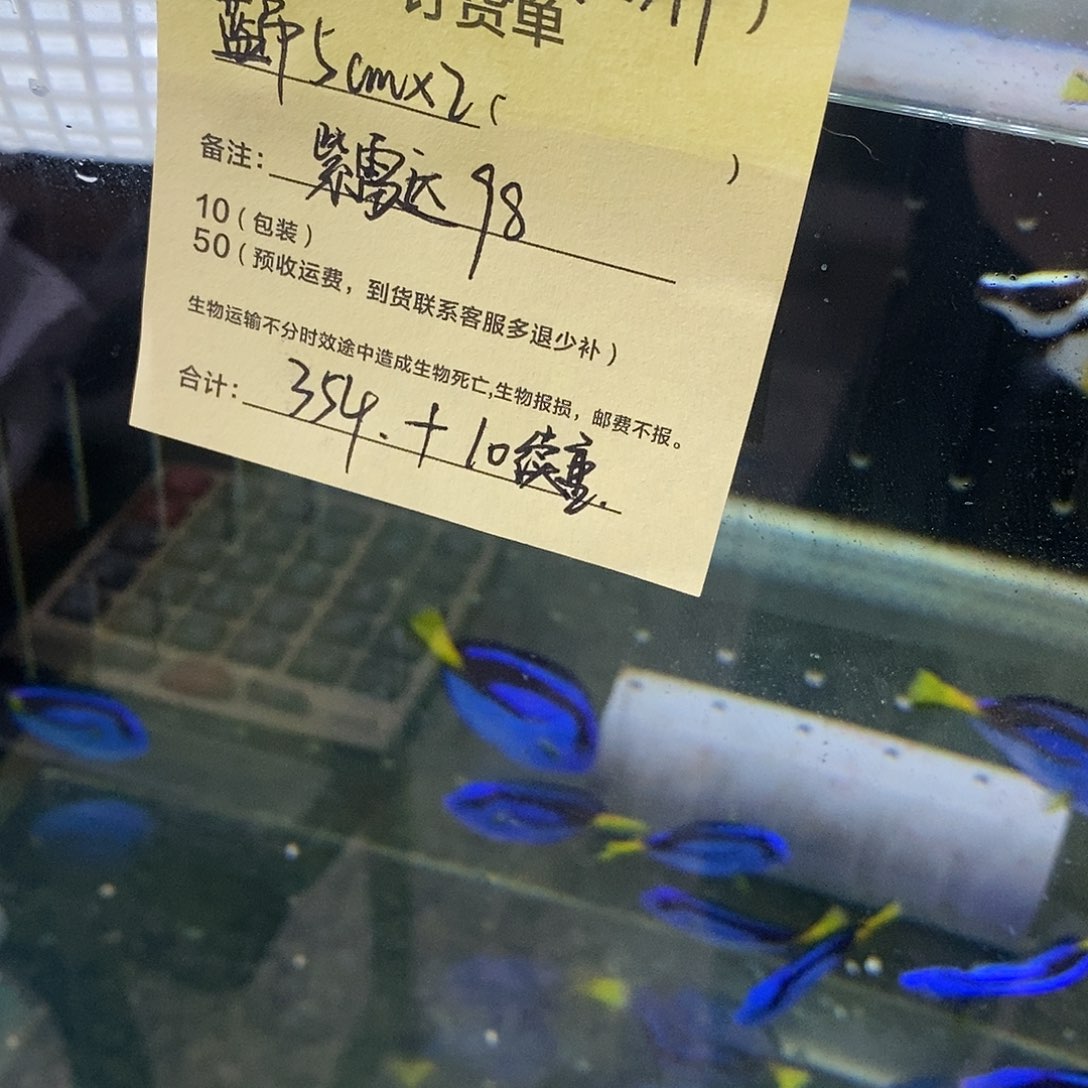 海水鱼蓝吊5公分两条➕紫雷达一条➕10续重