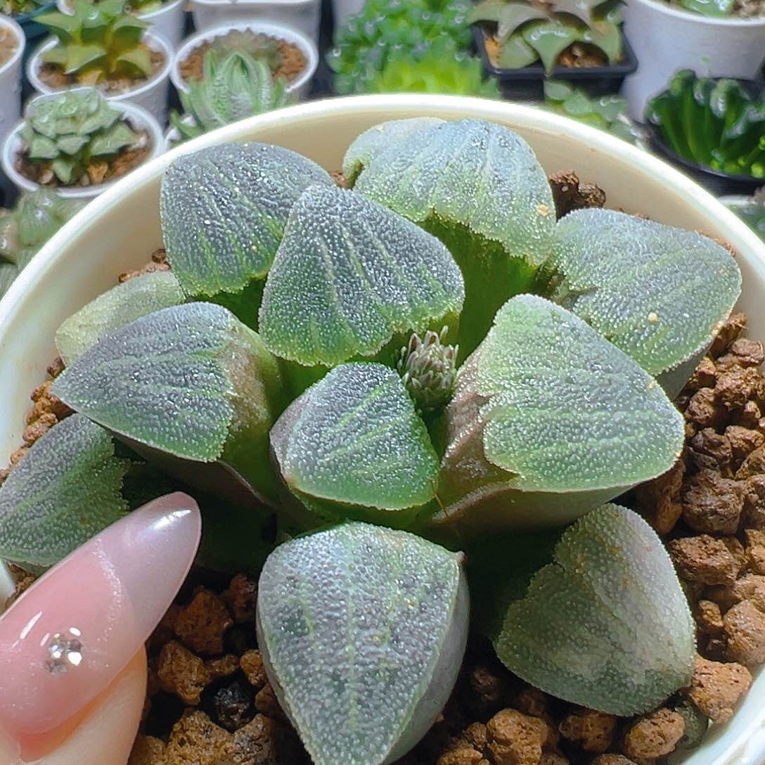 青瓷玉露多肉多肉多肉多肉