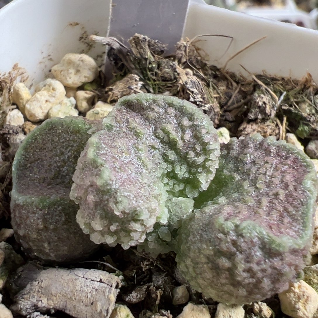 胖叶型冰晶颗粒款实生新品