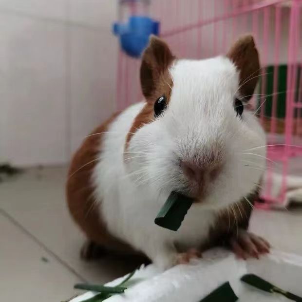 活物学生宿舍可宠物饲养的小动物天竺鼠彩豚自家繁殖豚鼠幼崽