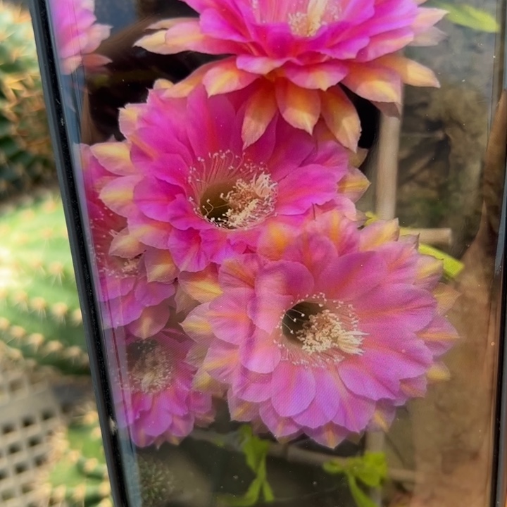 40彩草金粉佳人歪无根侧芽5公分左右20包邮