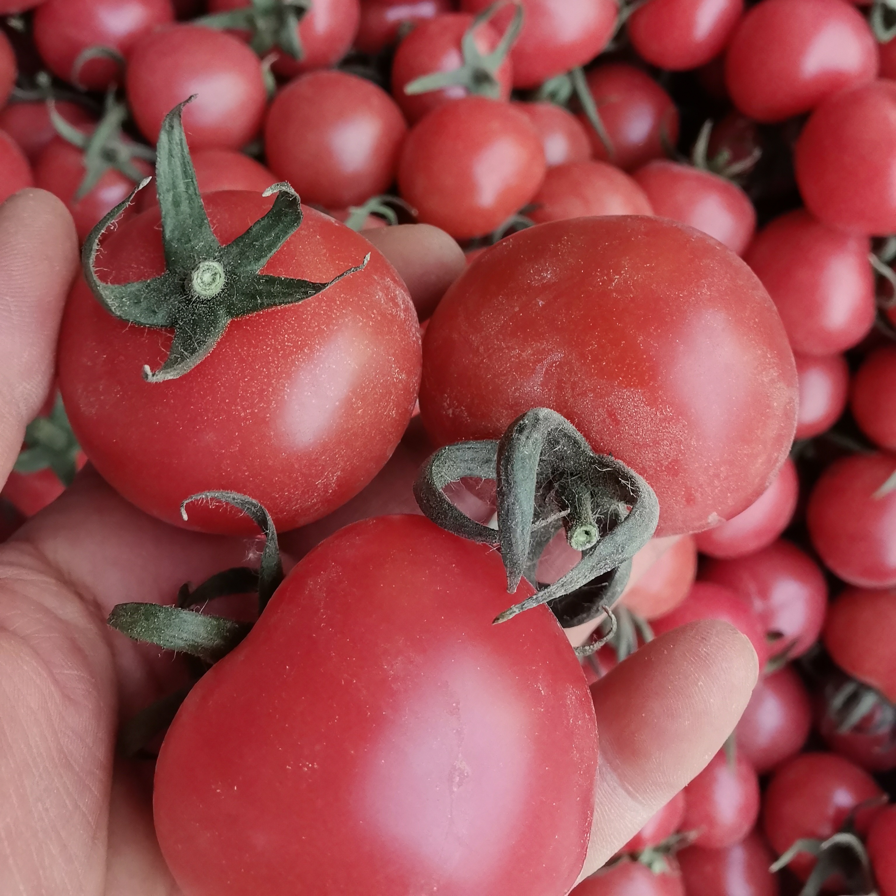 本地新鲜采摘春桃多汁一公斤10元。新疆维吾尔自治区