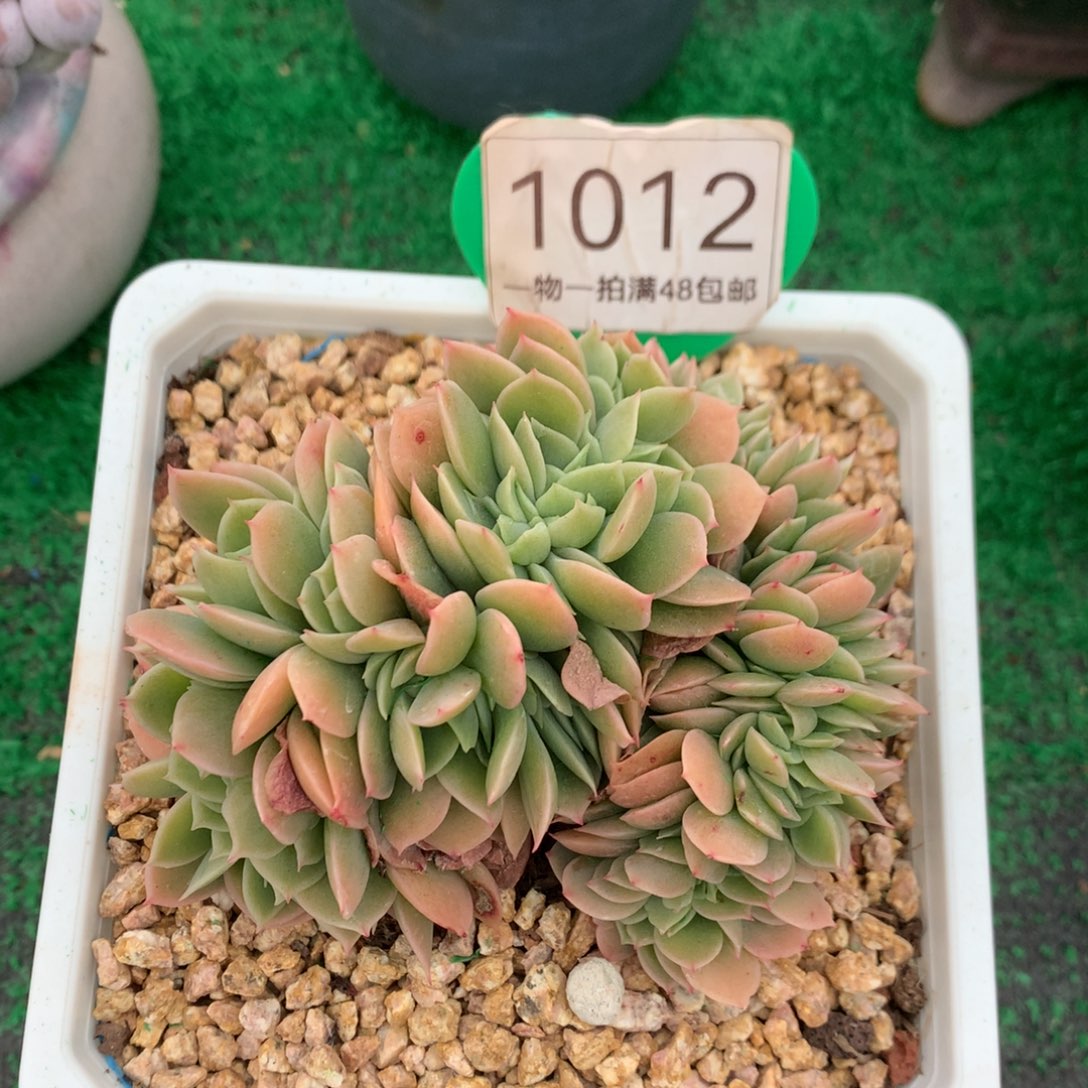 辛娜塔缀化一物一拍1012