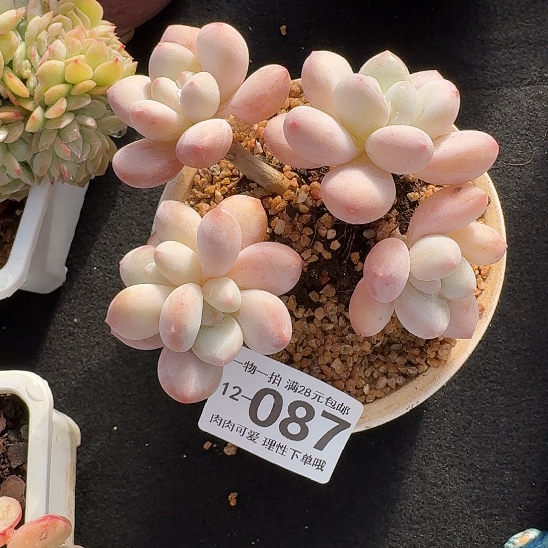 香水无盆土发货无