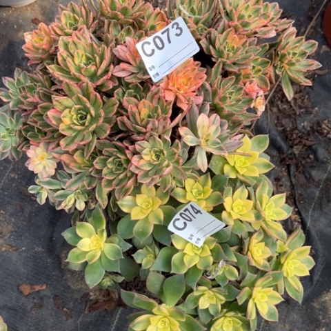 多肉植物甜茶艳日辉