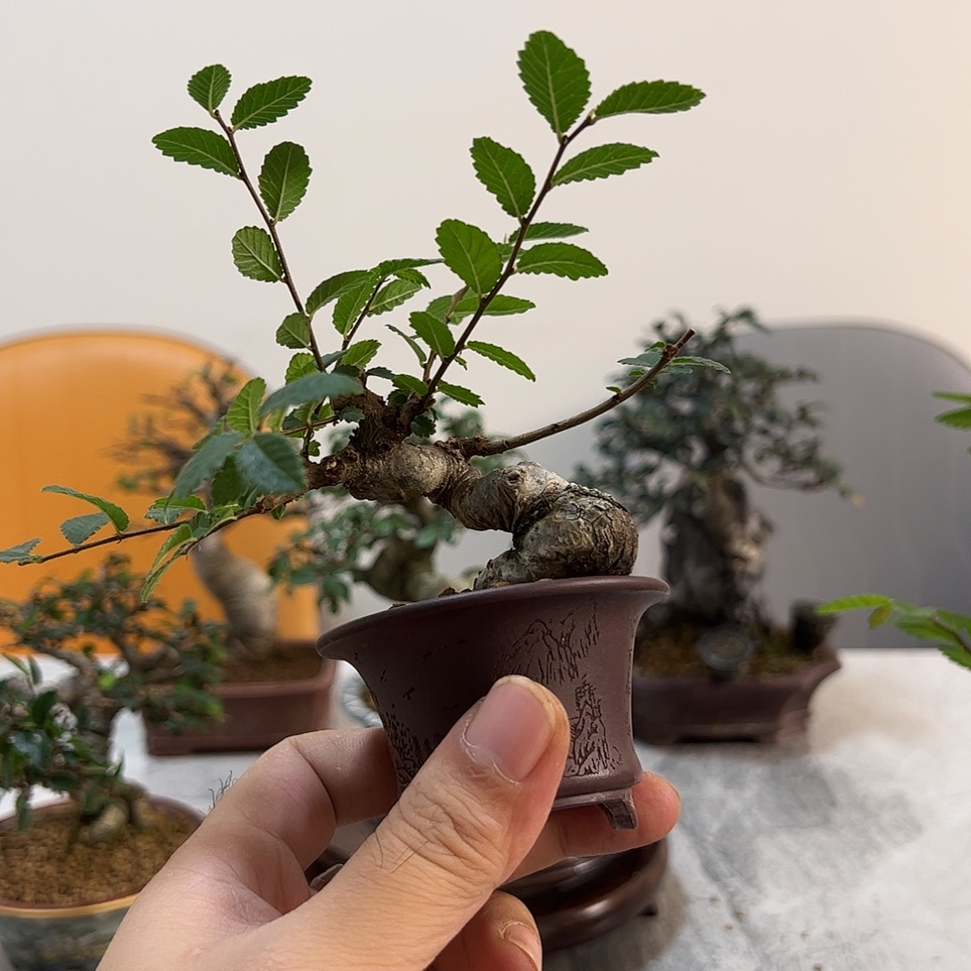 好好看的小叶榔榆盆景