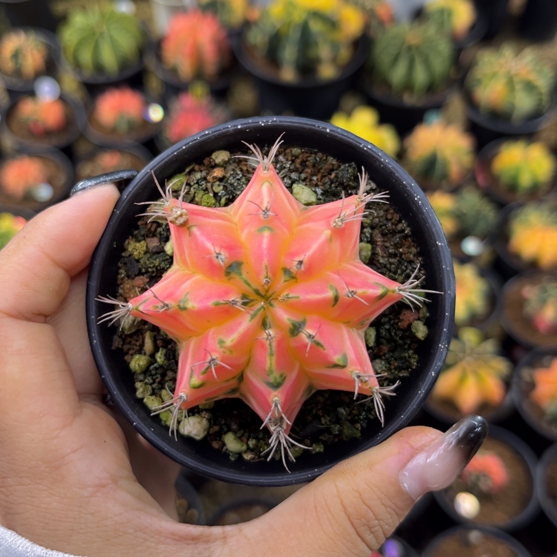 泰系米哈锦 带盆土发货