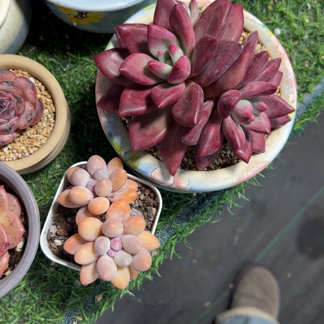 ៚***༗091 多肉植物组合盆栽