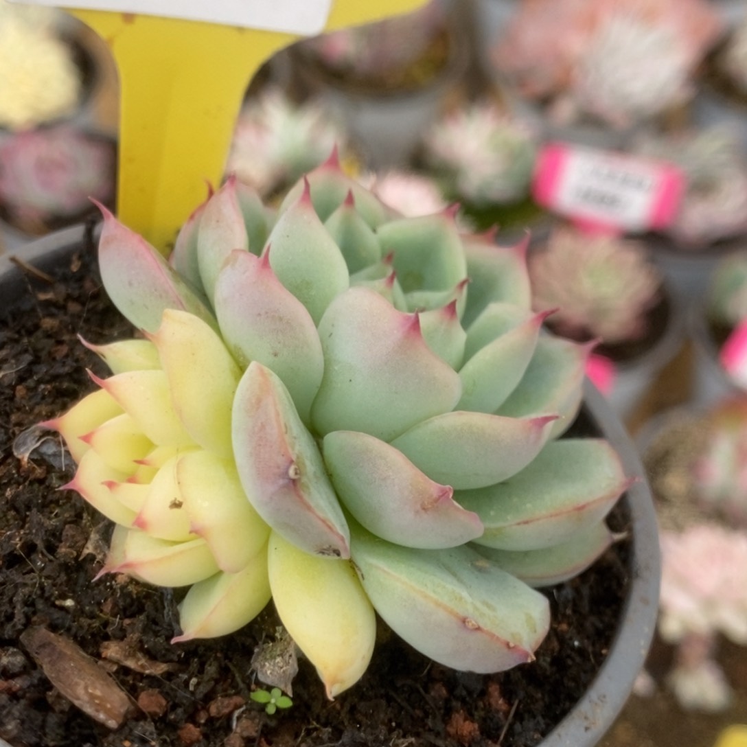 510杂锦锦锦锦锦锦