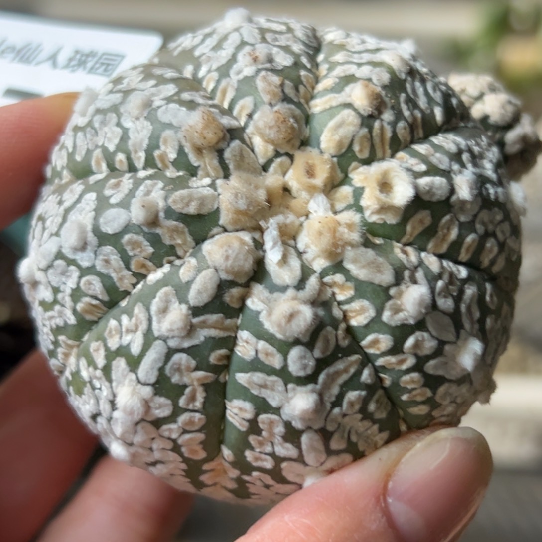 567 仙人球的比赛将于m 