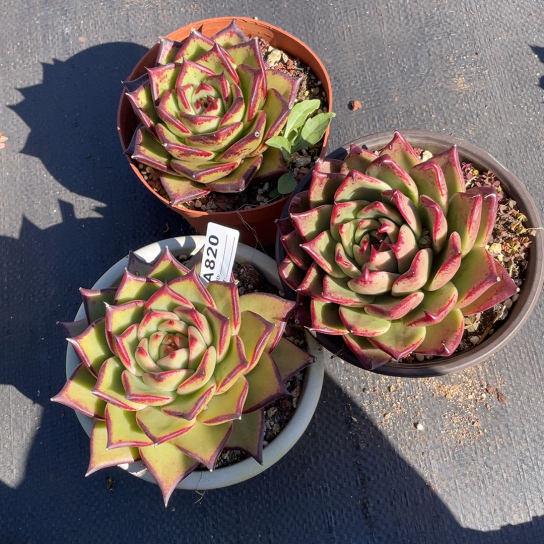 若如东云单拍A820