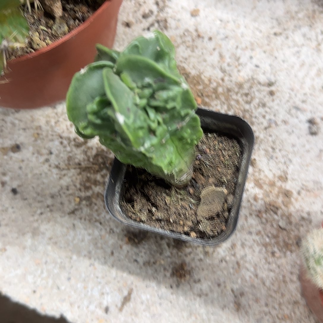 花花花花花花花花花花花